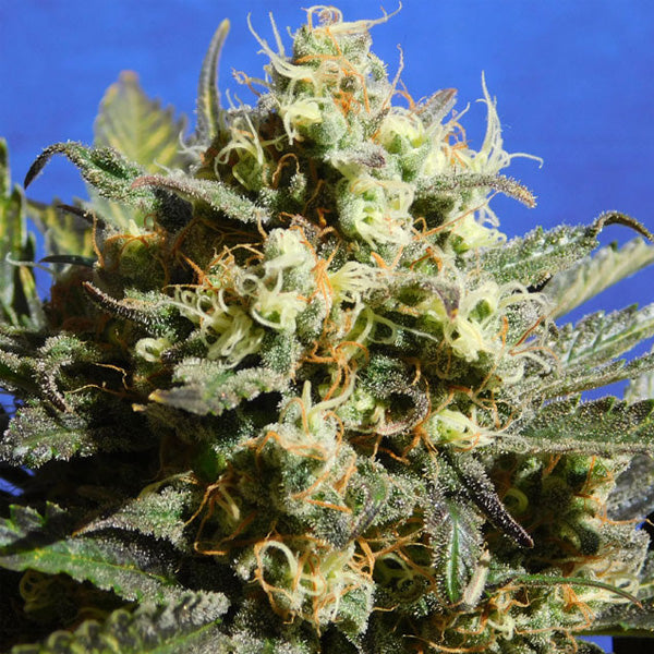 Auto Cherry Alien 3 u. fem. Original Sensible