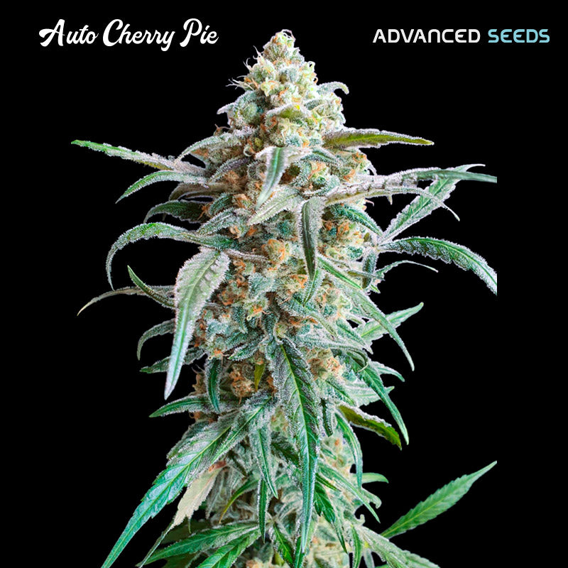 Auto Cherry Pie 1 pz. fem. Advanced Seeds