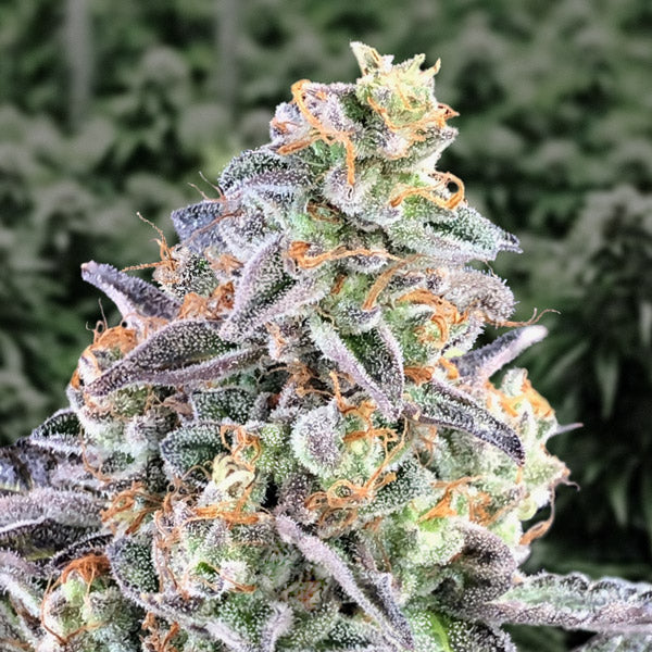 Auto Cherry Pie 1 pz High Speed Buds