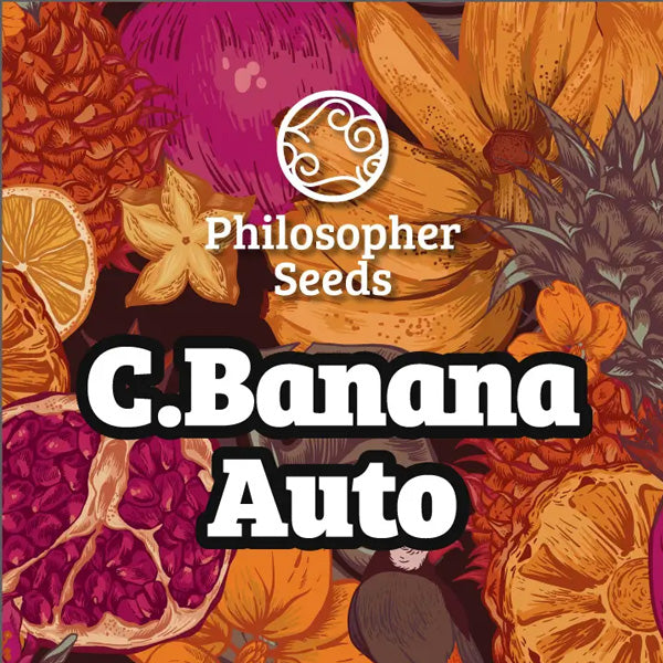 Auto Chiquita Banana 3 u fem Philosopher