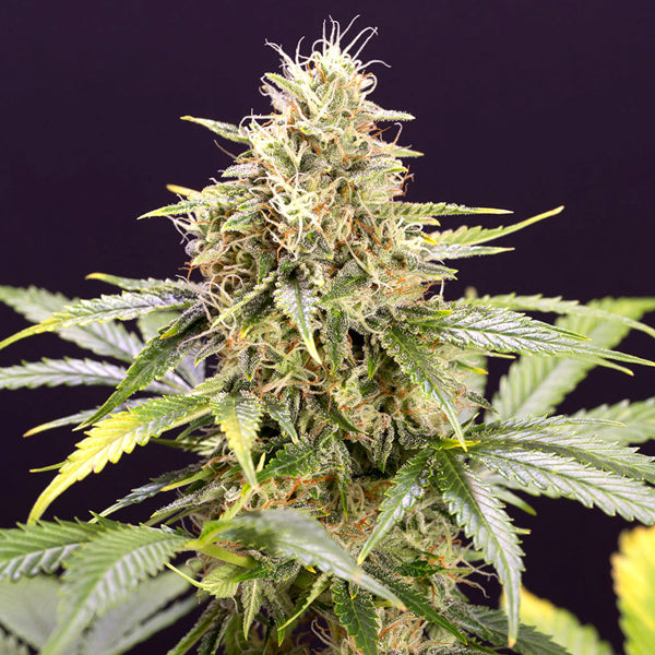 Auto Chocolate Mint Og 5 ud Humboldt Seed Organization