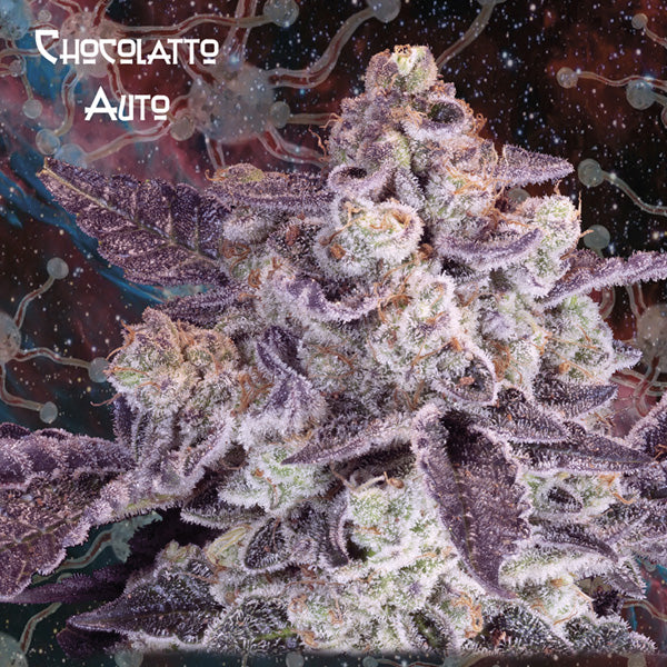 Auto Chocolatto 3 u. fem. Nemeseeds