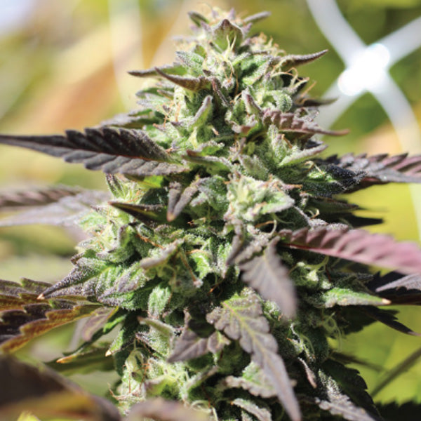 Auto Chunkadelic 3 u. fem Humboldt Seeds Company