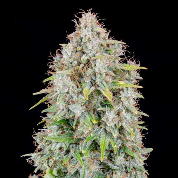 Auto Cinderella 5 u. fem. FastBuds Seeds