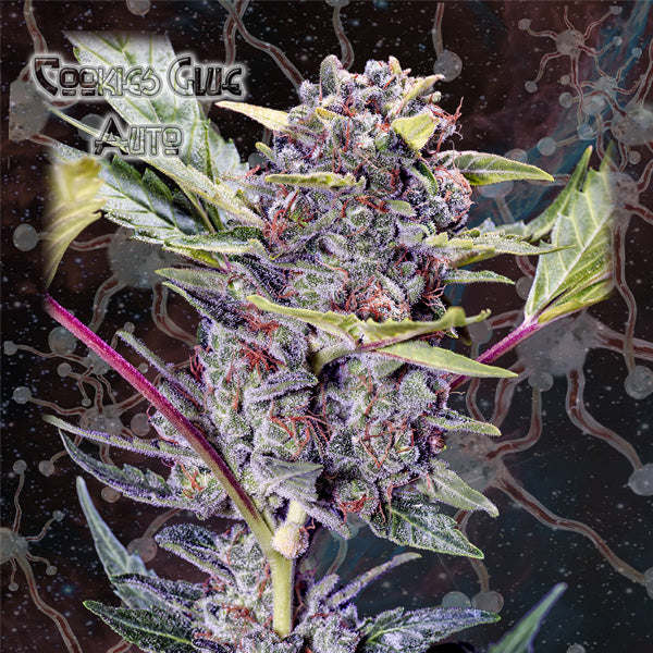 Auto Cookies Glue 10 pz. fem. Nemeseeds