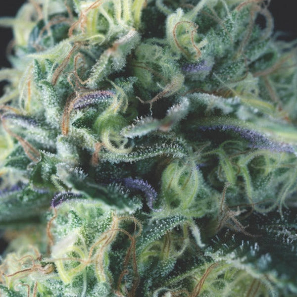 Auto Cookies USA 5 pc. fem. Pyramid Seeds