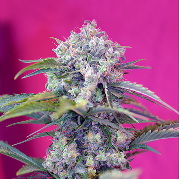 Auto Cream Mandarine 3+1 u. fem. Sweet Seeds