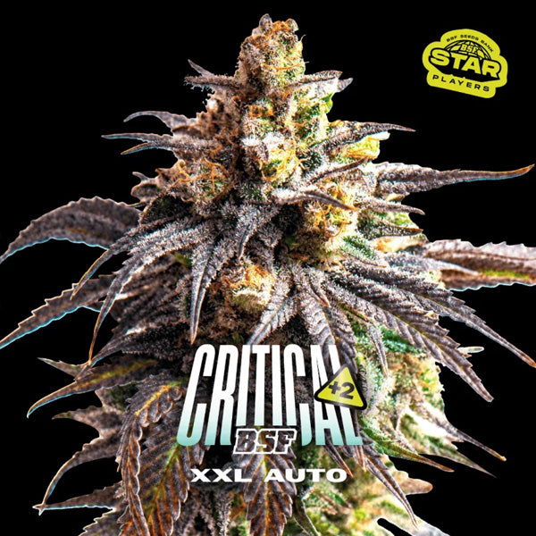 Auto Critical +2 XXL - 7 u. fem BSF Seeds