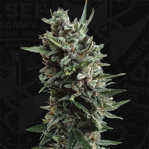 Auto Critical Hog 2 u. fem. T.H. Seeds