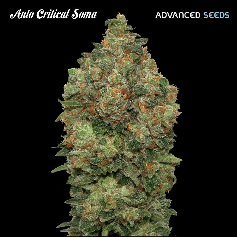 Auto Critical Soma 1 pc. fem. Advanced Seeds