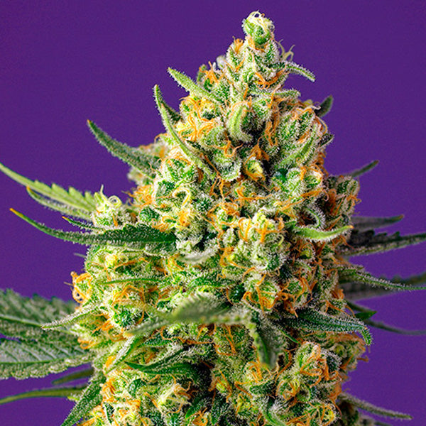 Auto Crystal Candy XL 3+1 u. fem. Sweet Seeds