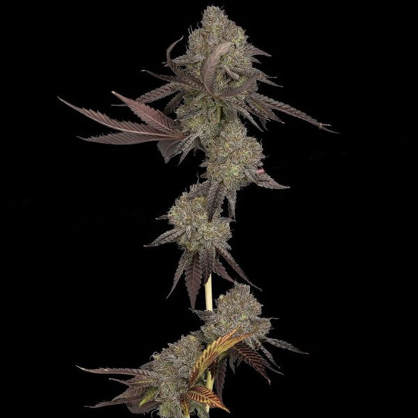 Auto DNA Cake 10 pc. fem. DNA Genetics