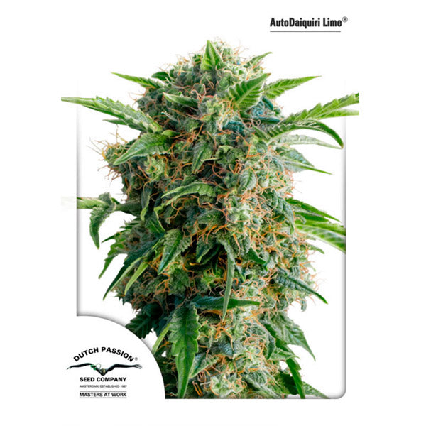 Auto Daiquiri Lime 1 pc. fem. Dutch Passion