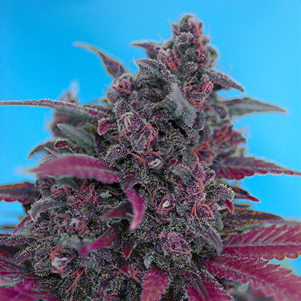 Auto Dark Devil 3+1 u. fem. Sweet Seeds