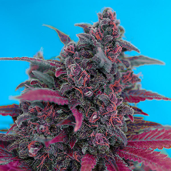 Auto Dark Devil 100 pcs. fem. Bulk Professional Sweet Seeds