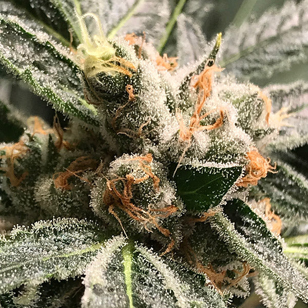 Auto Dark Kush 3 pz. fem R-Kiem Seeds