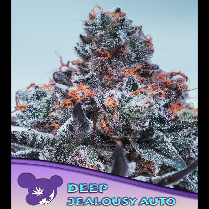 Auto Deep Jealousy 3 u. fem Anesia