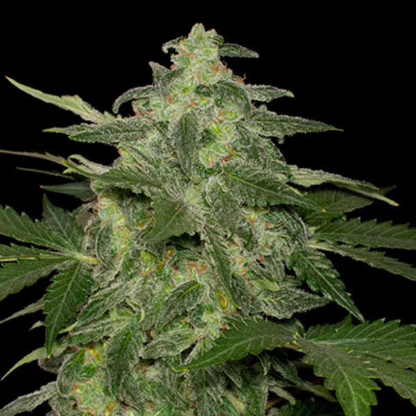 Auto Diesel-Matic 10 pz. fem. Black Skull Seeds