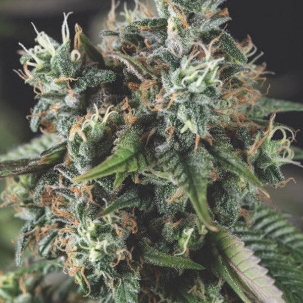 Auto Do-Si-Dos 5 pc. fem. Pyramid Seeds