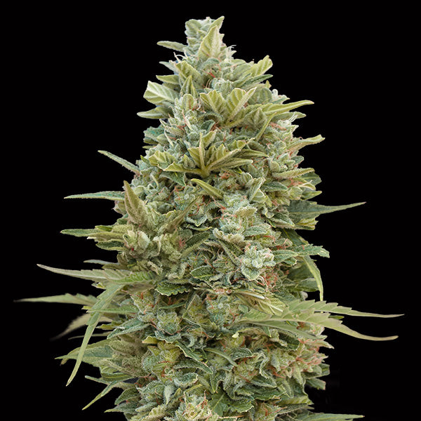 Auto Do-Si-Dos Cookies 5 u. fem. 00 Seeds