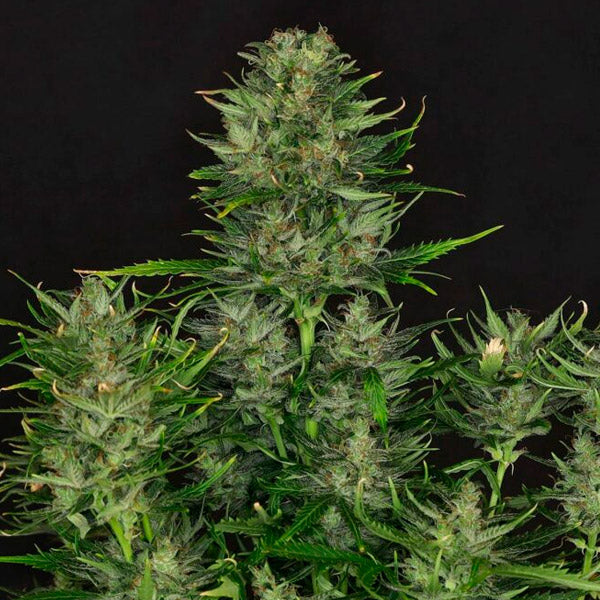 Auto Dosidos 5 u. fem. Kannabia Seeds