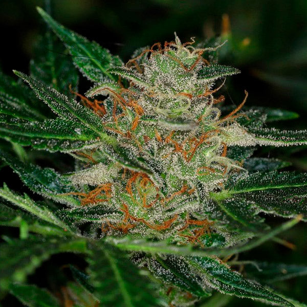 Auto Dream Sherbet 1 u. fem. Kannabia Seeds