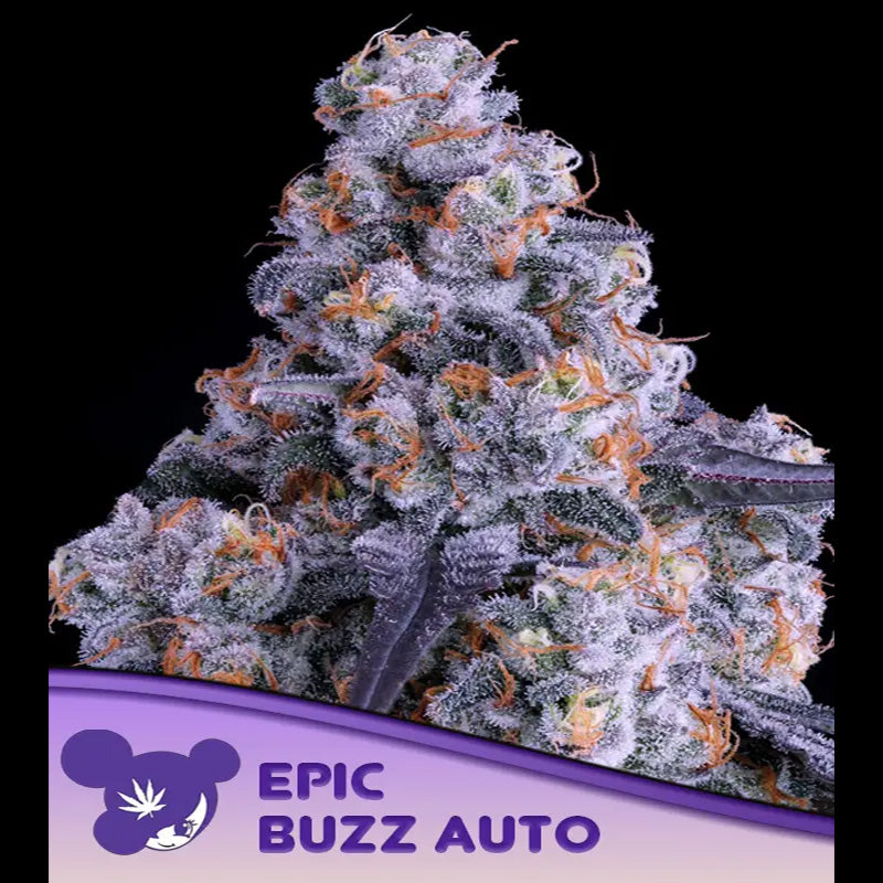 Auto Epic Buzz 3 u. fem Anesia