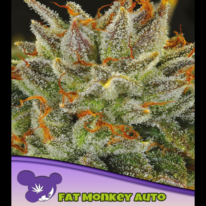 Auto FAT Monkey 5 u. fem Anesia