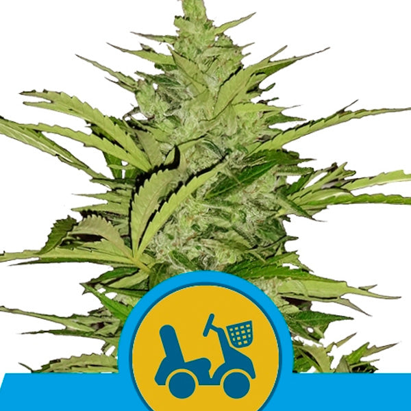 Auto Fast Eddy CBD 3 pz. fem. Royal Queen