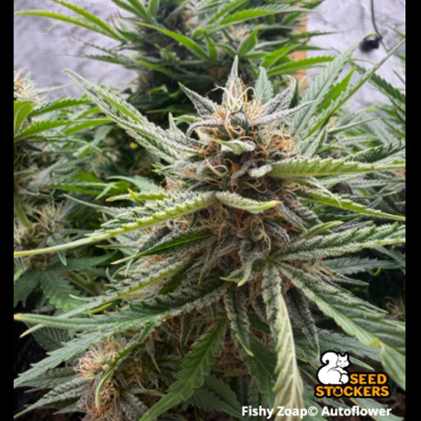 Auto Fishy Zoap 25 u. Seedstockers Superior