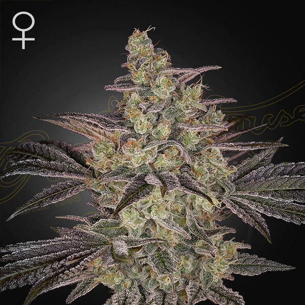 Auto Frosted Guava 5 pz. fem. Green House