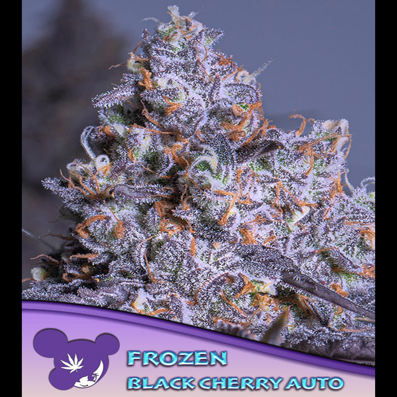 Auto Frozen Black Cherry 5 u. fem Anesia