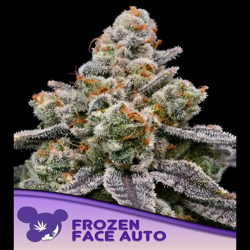 Auto Frozen Face 3 u. fem Anesia