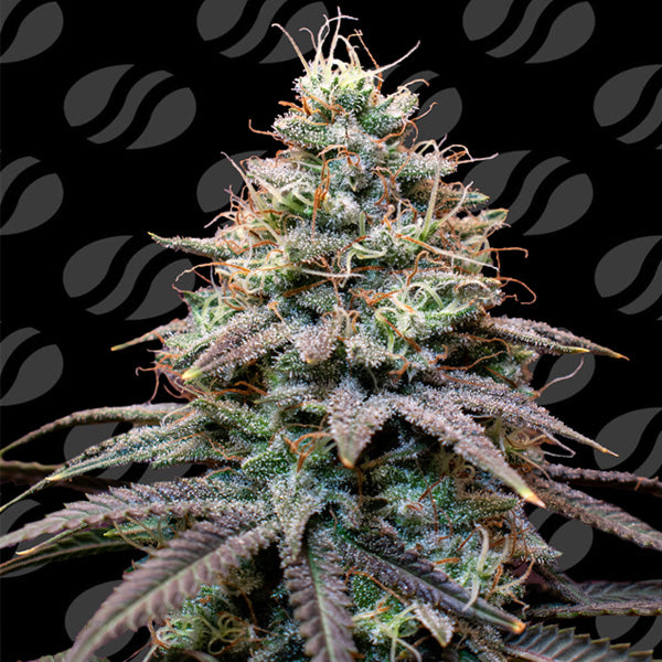 Auto FumePop 10 pz. fem. Original Sensible
