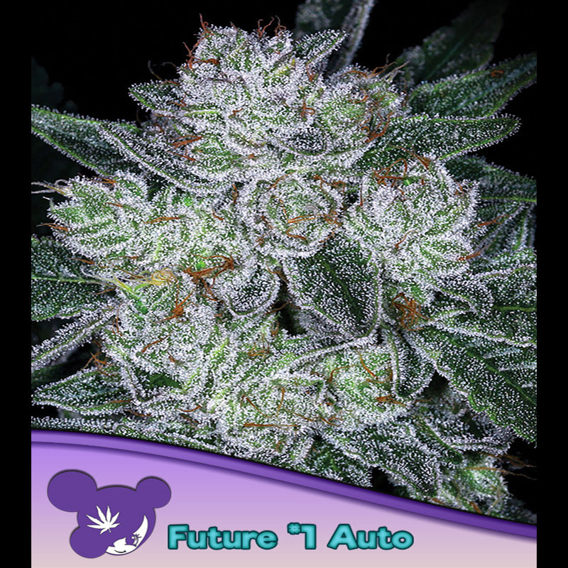 Auto Future #1 - 5 u. fem Anesia