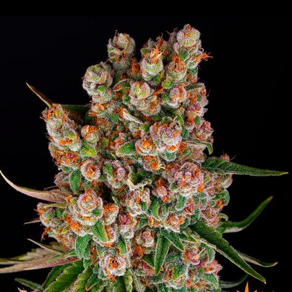 Auto GMO 3 pcs. fem. Barney's