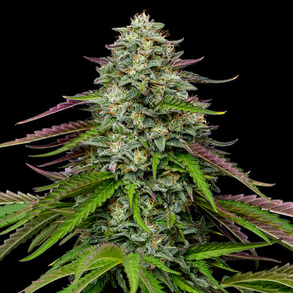 Auto Garlic Budder 3 unità fem Humboldt Seeds Company