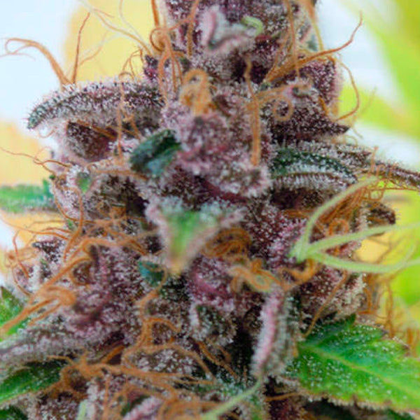 Auto Gelato 1 u. fem. Original Sensible