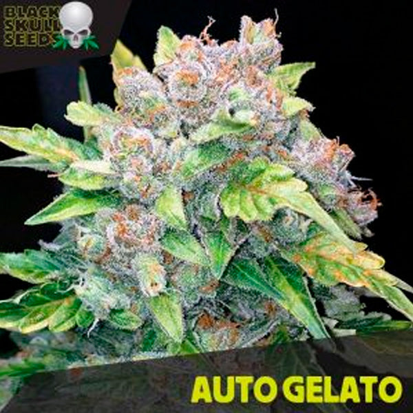 Auto Gelato 10 u. fem. Black Skull Seeds