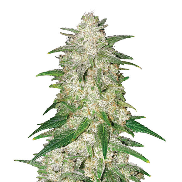 Auto Gelato 10 ud. fem. Nirvana