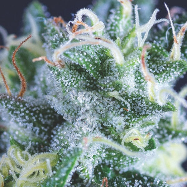 Auto Gelato 3 u. fem. Pyramid Seeds