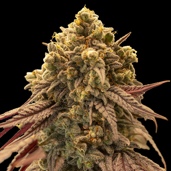 Auto Gelato Mint 25 u. fem. 00 Seeds