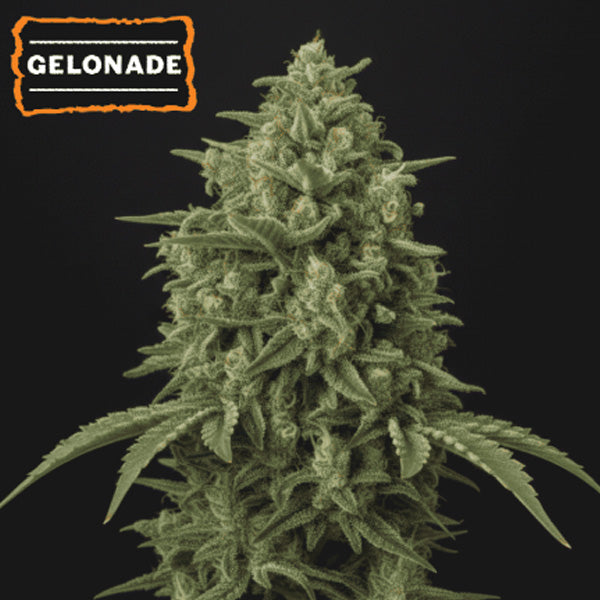 Auto Gelonade femm. 15 pz. Seedstockers