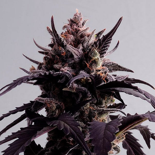 Auto Ginger Punch 3 u. fem. Kannabia Seeds