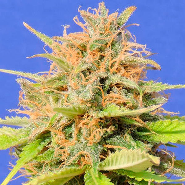 Auto Girl Scout Cookies 5 u. fem. Original Sensible
