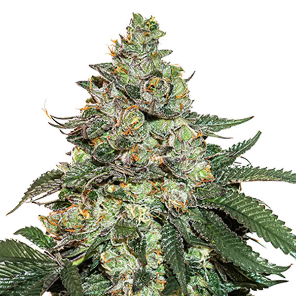 Auto Girl Scout Cookies fem. 3 u. Seedstockers
