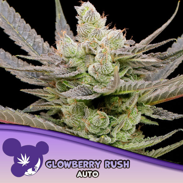 Auto Glowberry Rush 3 u. fem Anesia