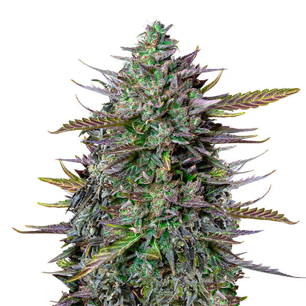 Auto Goat´lato 5 u. fem. Royal Queen x Tyson 2.0