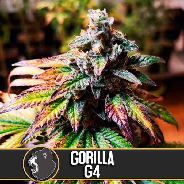 Auto Gorilla G4 3 pz. fem. Blimburn Seeds