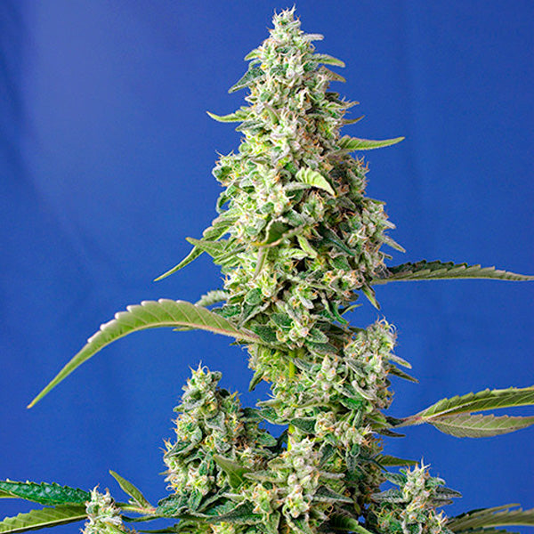 Auto Gorilla Girl XL 3+1 u. fem. Sweet Seeds